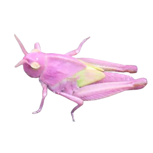 Women’s colorul slip-on canvas shoes - Pink Meadow Grasshopper